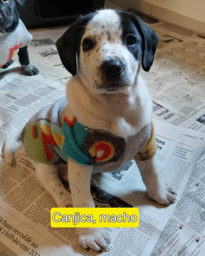 Cachorro ra a SRD-ViraLata idade Abaixo de 2 meses nome CANJICA