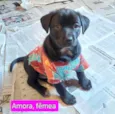 AMORA