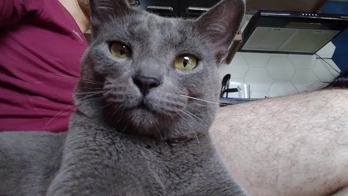 Gato ra a SRD-ViraLata idade 2 anos nome Bob