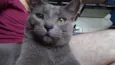 Bob