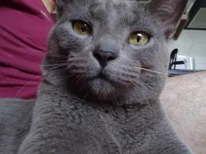 Gato raça SRD-ViraLata idade 2 anos nome Bob