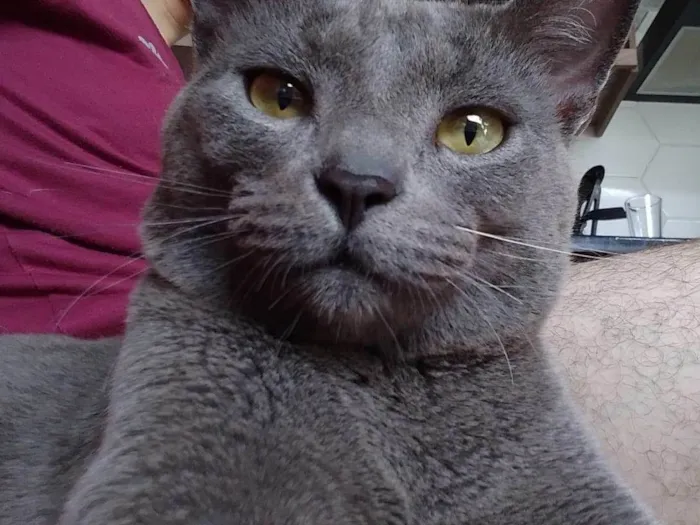 Gato ra a SRD-ViraLata idade 2 anos nome Bob