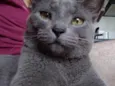 Bob