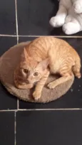 Bolinho