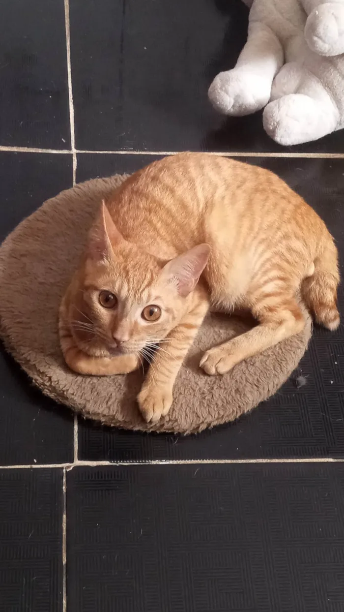Gato ra a SRD-ViraLata idade 1 ano nome Bolinho