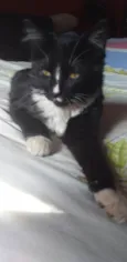Frajola