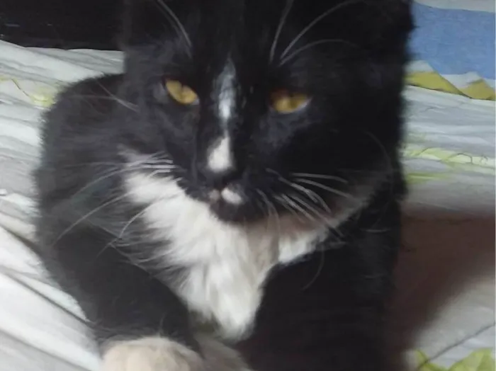 Gato ra a SRD-ViraLata idade 5 anos nome Frajola