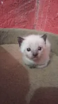 Zeno