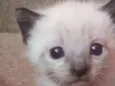 Zeno