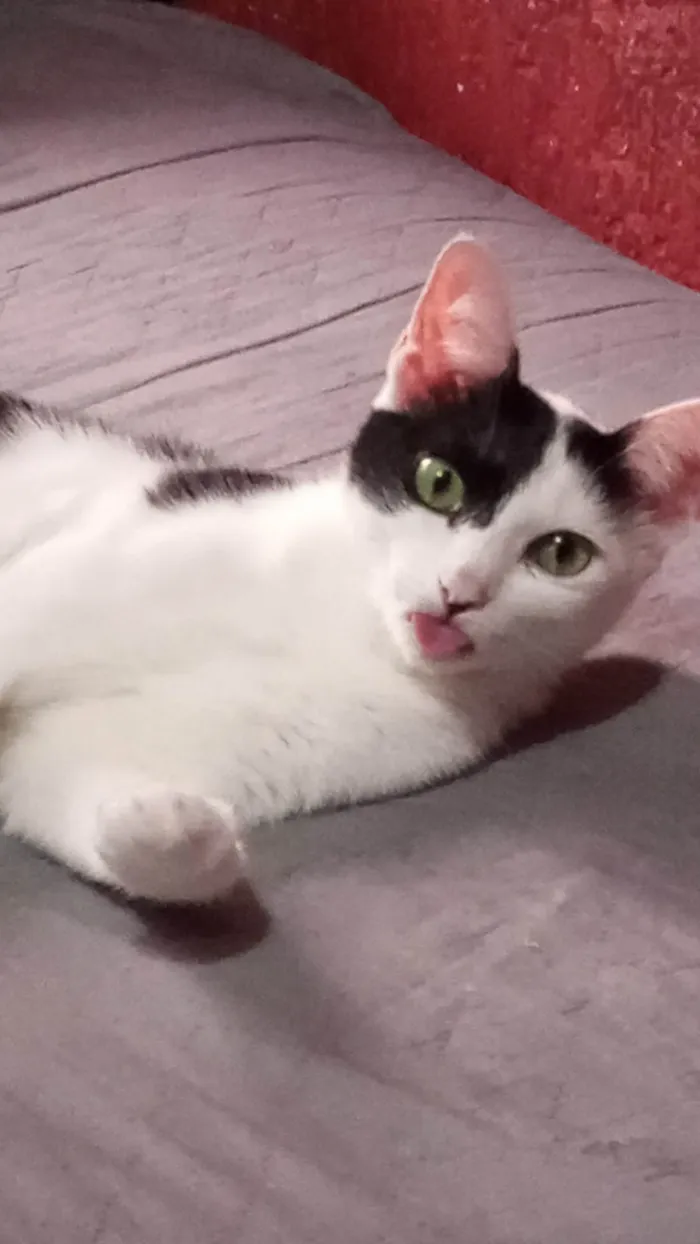 Gato ra a SRD-ViraLata idade 3 anos nome Luna