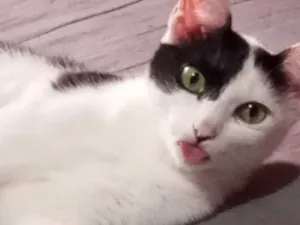Gato raça SRD-ViraLata idade 3 anos nome Luna