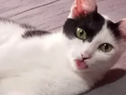 Gato raça SRD-ViraLata idade 3 anos nome Luna