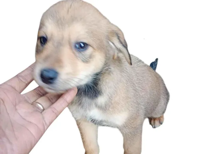 Cachorro ra a SRD-ViraLata idade 2 a 6 meses nome Não possui nome ainda