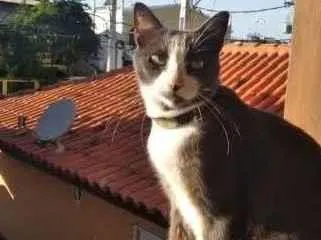 Gato raça SRD-ViraLata idade 2 anos nome Docinho