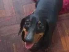 Cachorro raça Basset-Cofap idade 3 anos nome Gina Weasley