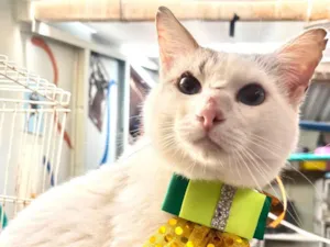 Gato raça SRD-ViraLata idade 1 ano nome Bartho 