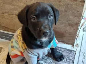 Cachorro raça SRD-ViraLata idade Abaixo de 2 meses nome AMENDOIM