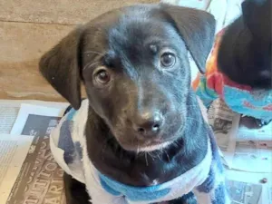 Cachorro raça SRD-ViraLata idade Abaixo de 2 meses nome FUBA