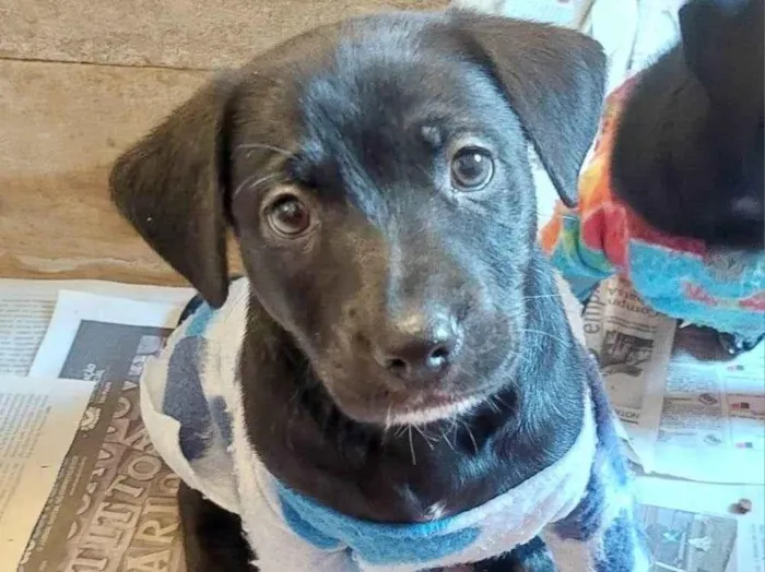 Cachorro ra a SRD-ViraLata idade Abaixo de 2 meses nome FUBA