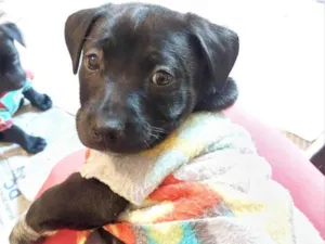 Cachorro raça SRD-ViraLata idade Abaixo de 2 meses nome PIPOCA