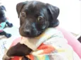 PIPOCA