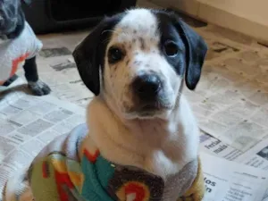 Cachorro raça SRD-ViraLata idade Abaixo de 2 meses nome CANJICA