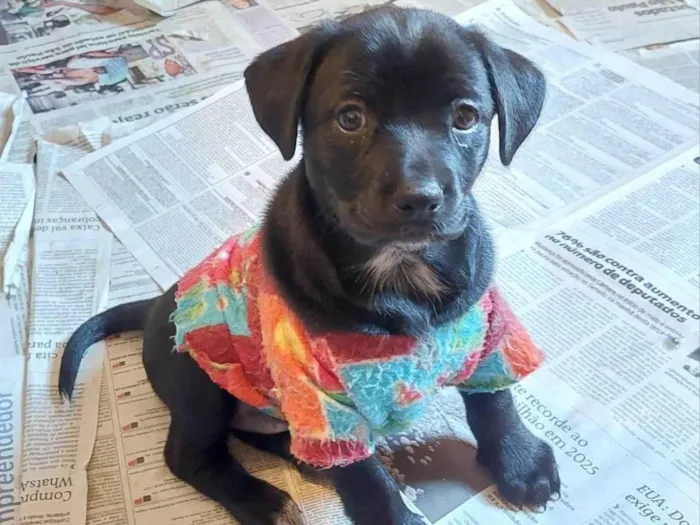 Cachorro ra a SRD-ViraLata idade Abaixo de 2 meses nome AMORA