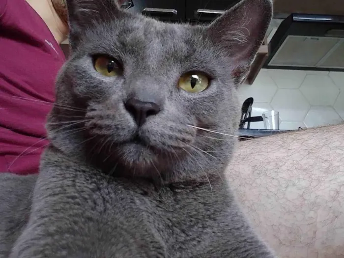 Gato ra a SRD-ViraLata idade 2 anos nome Bob