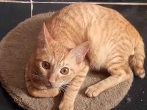 Gato raça SRD-ViraLata idade 1 ano nome Bolinho