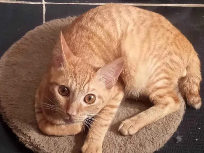 Gato ra a SRD-ViraLata idade 1 ano nome Bolinho