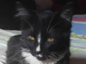 Gato raça SRD-ViraLata idade 5 anos nome Frajola