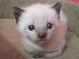 Gato raça SRD-ViraLata idade 1 ano nome Zeno