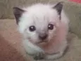 Zeno