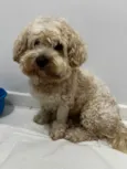 Procura- se o dono desse cachorro, encontramos no centro de Pato Branco.