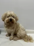 Procura- se o dono desse cachorro, encontramos no centro de Pato Branco.