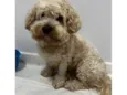 Procura- se o dono desse cachorro, encontramos no centro de Pato Branco.