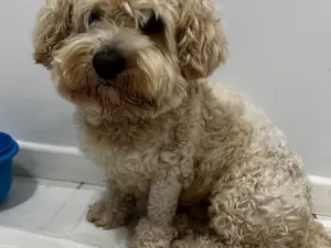 Cachorro raça Poodle idade Abaixo de 2 meses nome Procura- se o dono desse cachorro, encontramos no centro de Pato Branco.