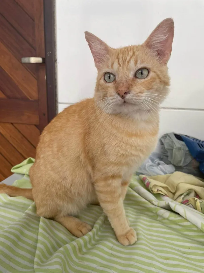 Gato ra a SRD-ViraLata idade 2 anos nome Garfield 