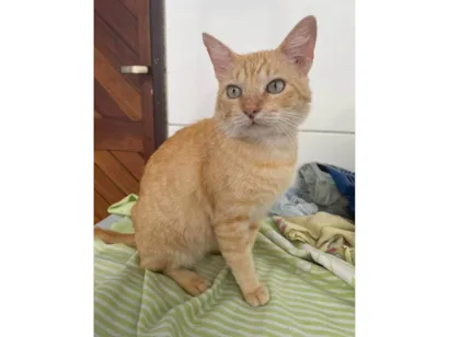 Gato raça SRD-ViraLata idade 2 anos nome Garfield 