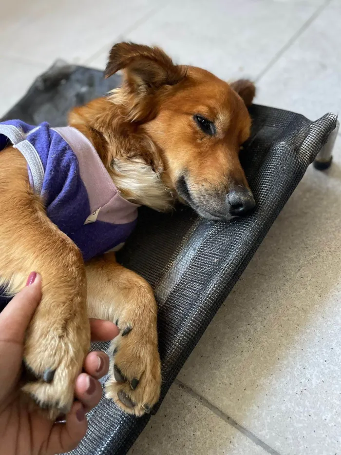 Cachorro ra a SRD-ViraLata idade 1 ano nome Theozinho 