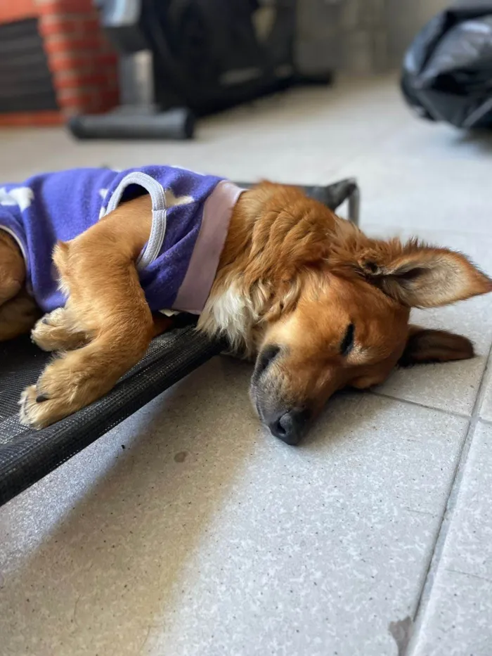 Cachorro ra a SRD-ViraLata idade 1 ano nome Theozinho 