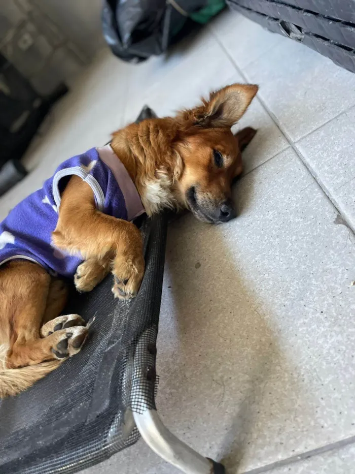 Cachorro ra a SRD-ViraLata idade 1 ano nome Theozinho 