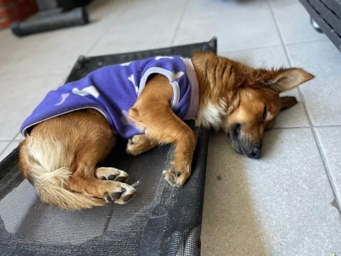 Cachorro ra a SRD-ViraLata idade 1 ano nome Theozinho 