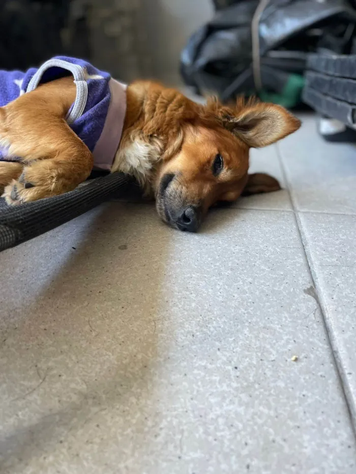 Cachorro ra a SRD-ViraLata idade 1 ano nome Theozinho 
