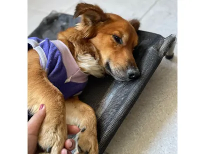 Cachorro raça SRD-ViraLata idade 1 ano nome Theozinho 
