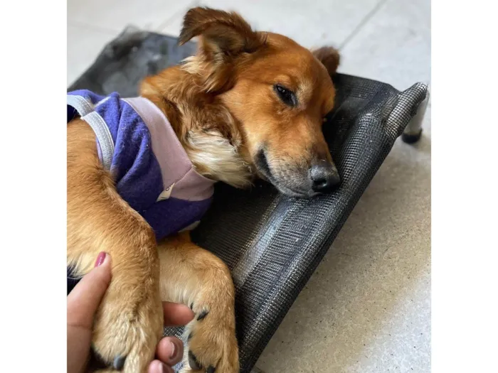 Cachorro ra a SRD-ViraLata idade 1 ano nome Theozinho 