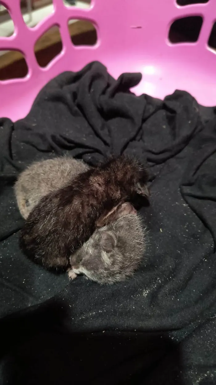 Gato ra a SRD-ViraLata idade Abaixo de 2 meses nome Gatos
