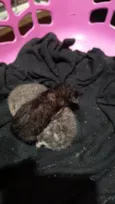 Gatos