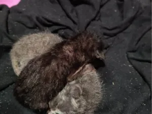 Gato raça SRD-ViraLata idade Abaixo de 2 meses nome Gatos