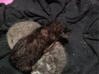 Gato raça SRD-ViraLata idade Abaixo de 2 meses nome Gatos